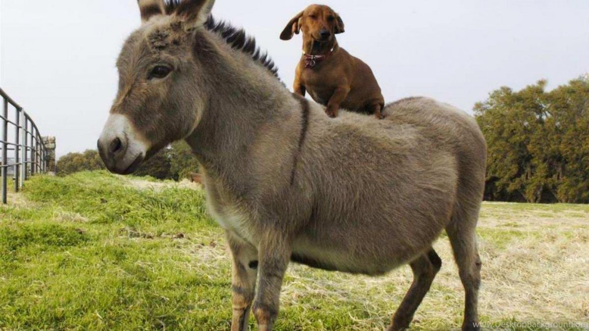 Жирный осел