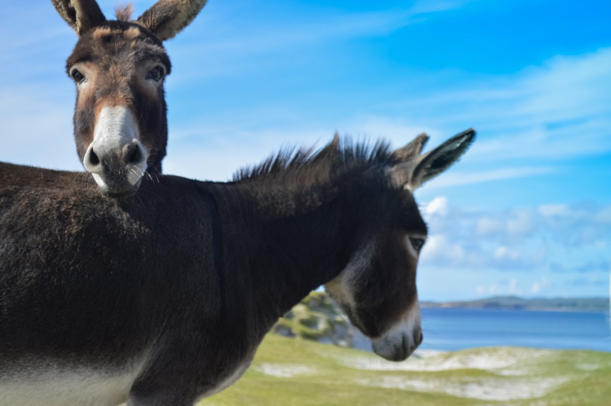 Парнокопытные лошади