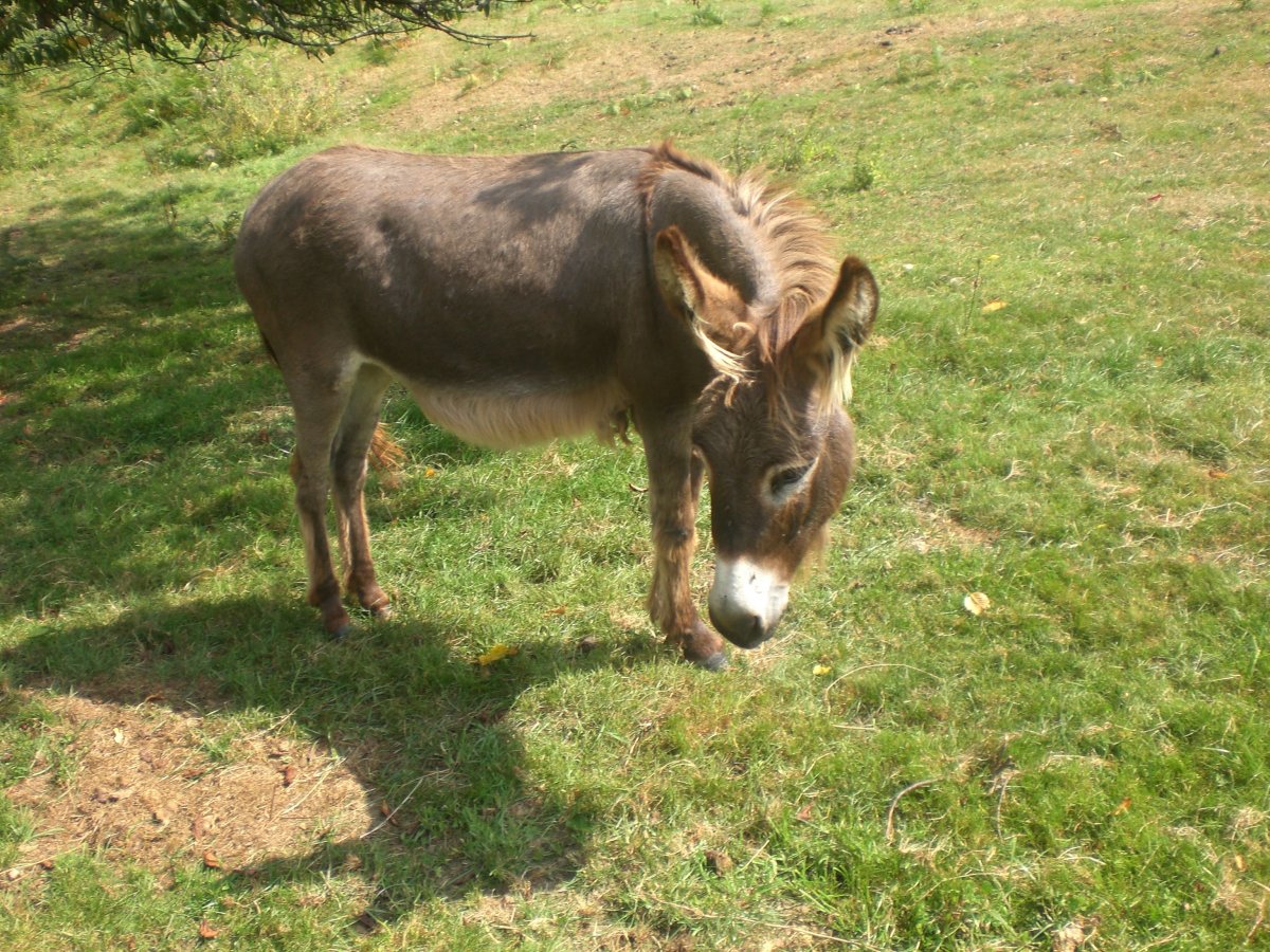 Домашние животные ослик