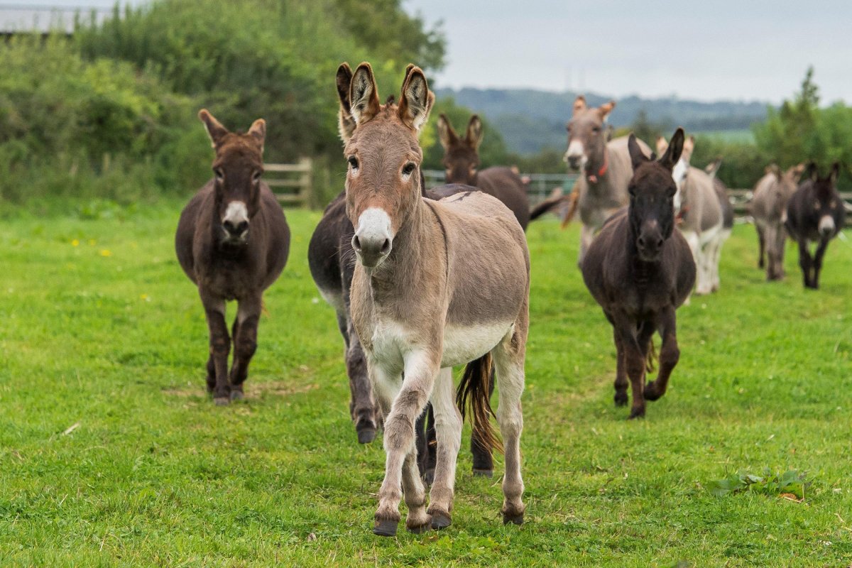 Табун ослов