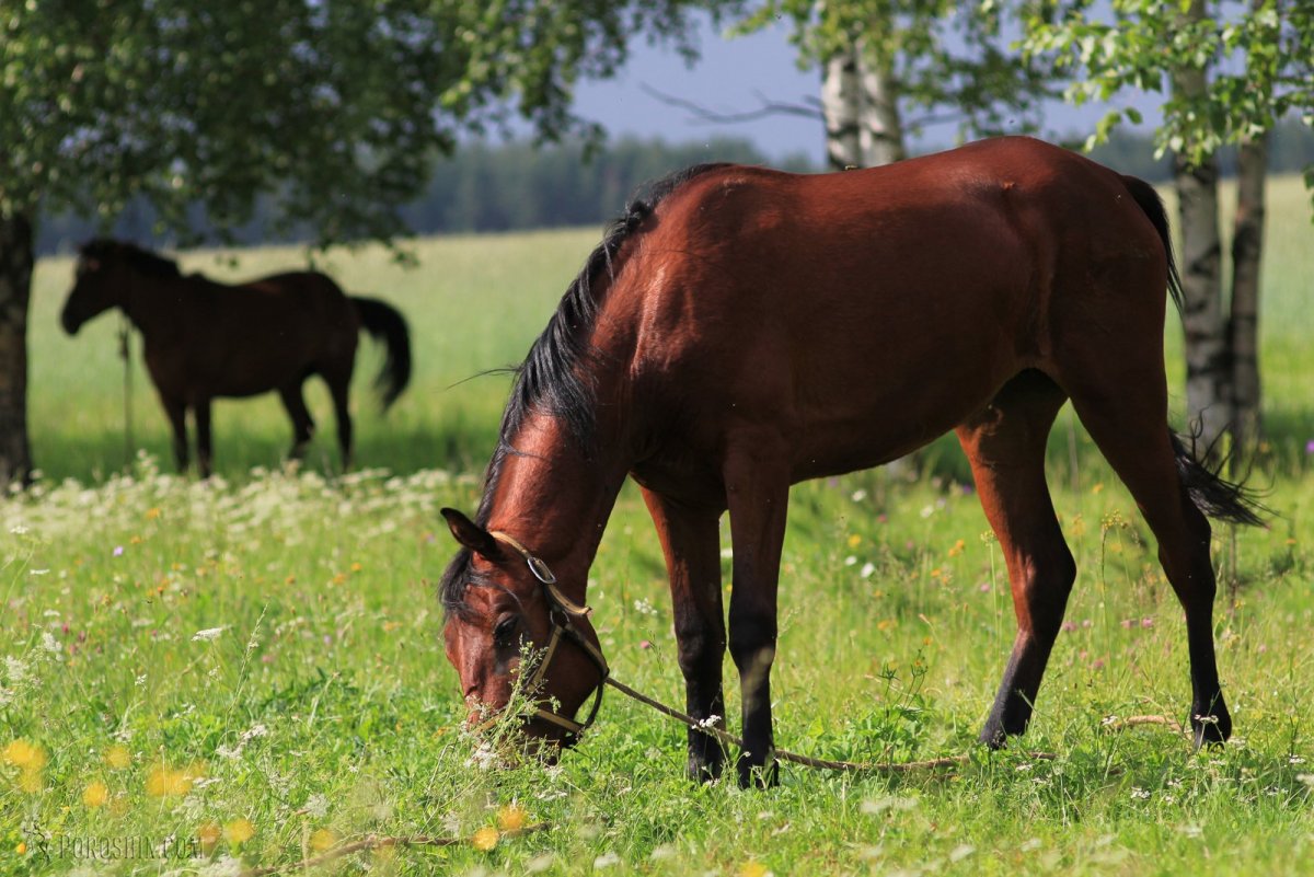 Вятская упряжная лошадь