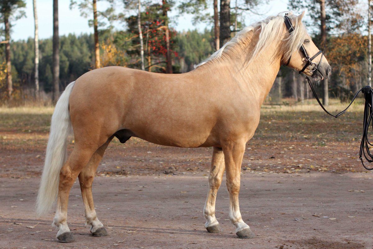 Кони Вятской породы