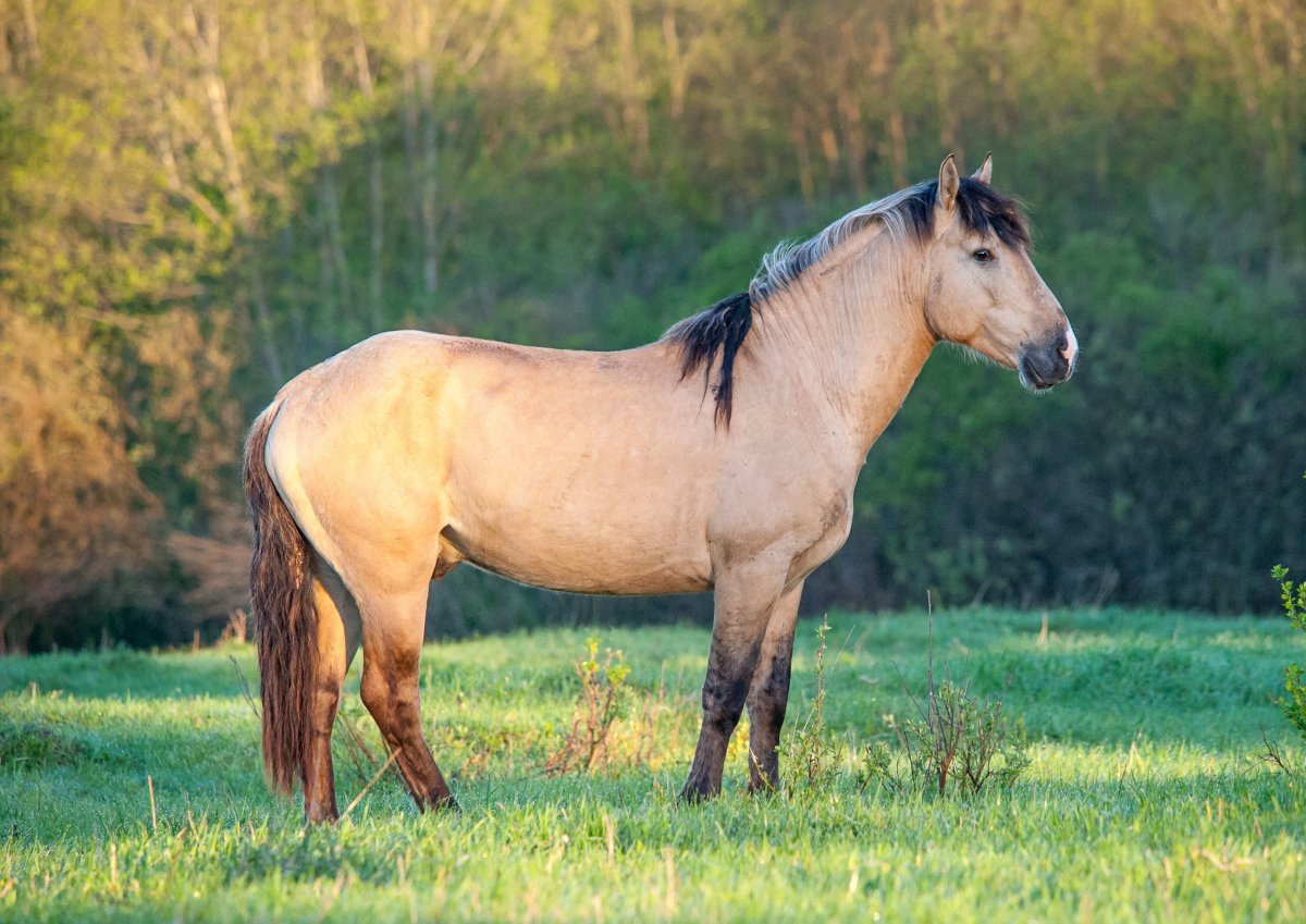 Порода лошадей Вятка