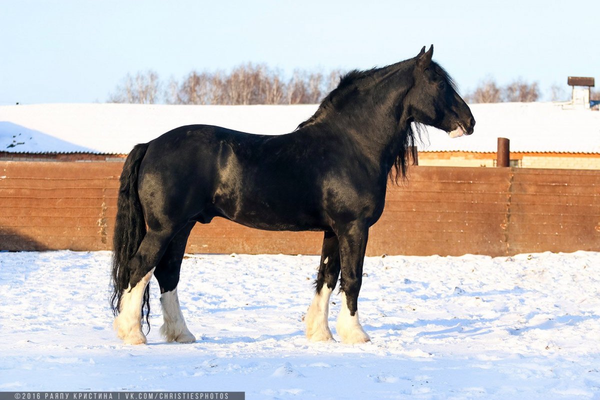 Битюг порода лошадей