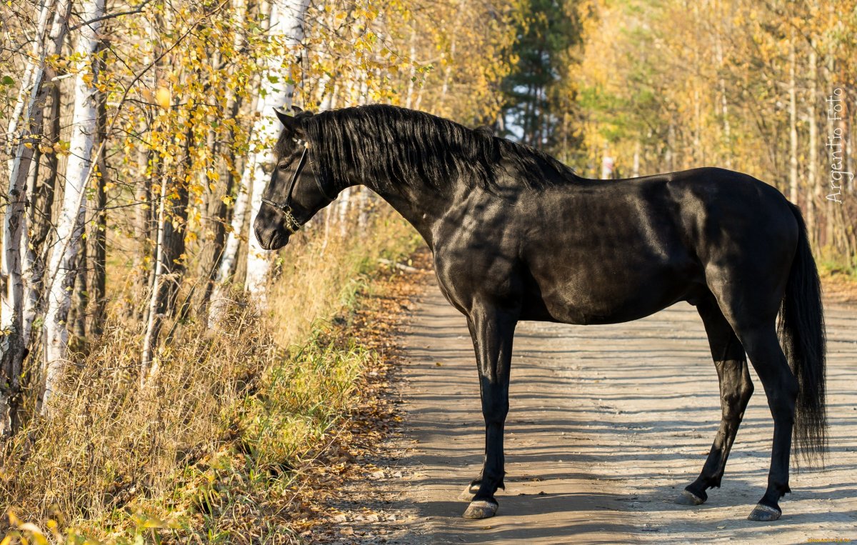 Забайкальская порода лошадей экстерьер