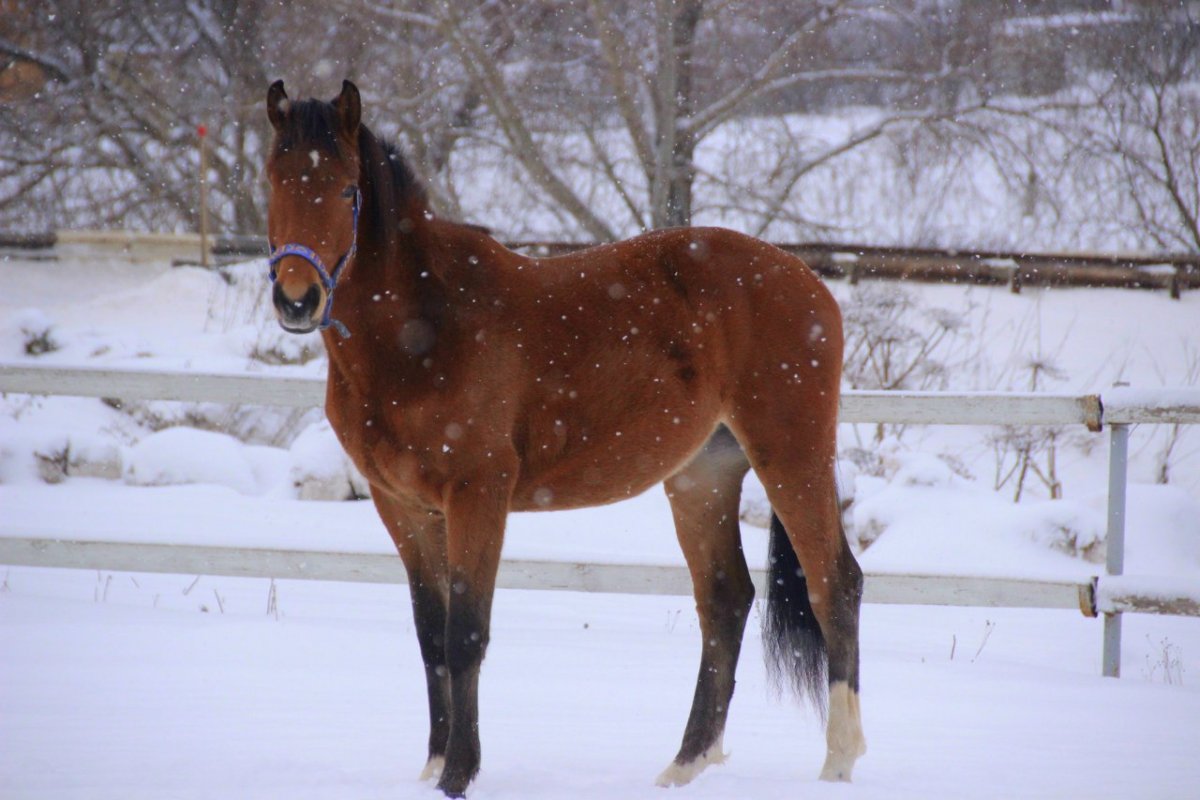 Жеребенок один год Вятская порода