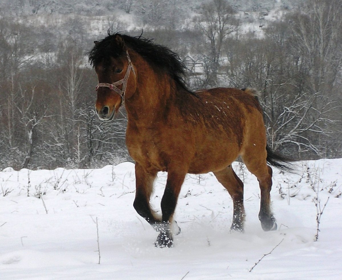 Вятская порода лошадей