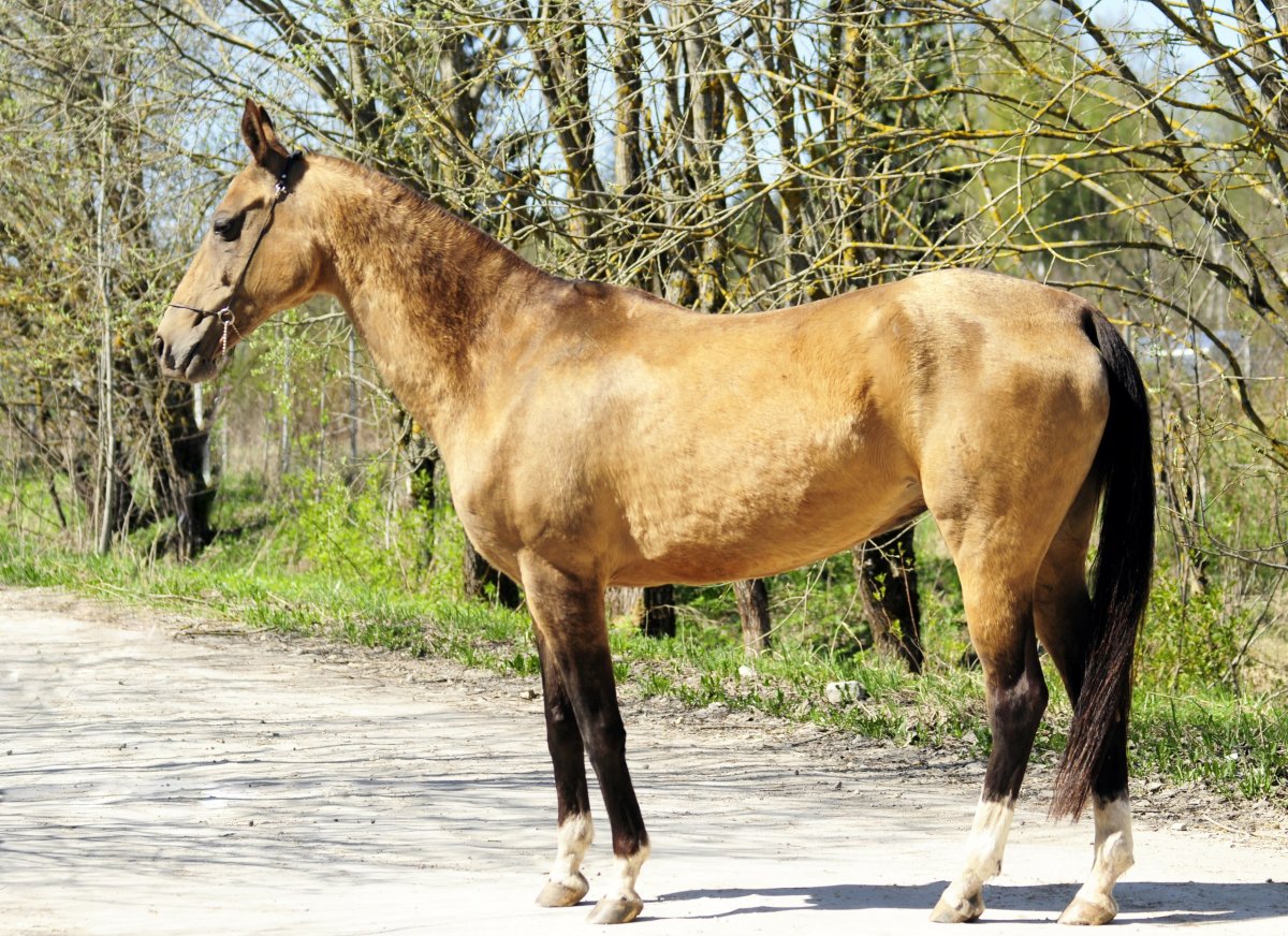 Булано саврасая