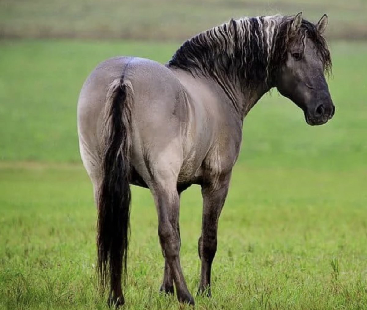 Вятская порода зеброидность
