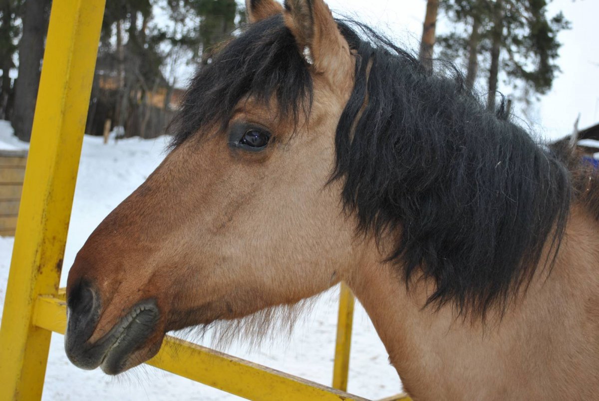 Вятская лошадь мышастая