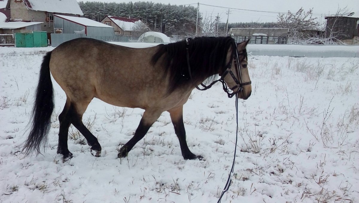 Чепрачная Аппалуза