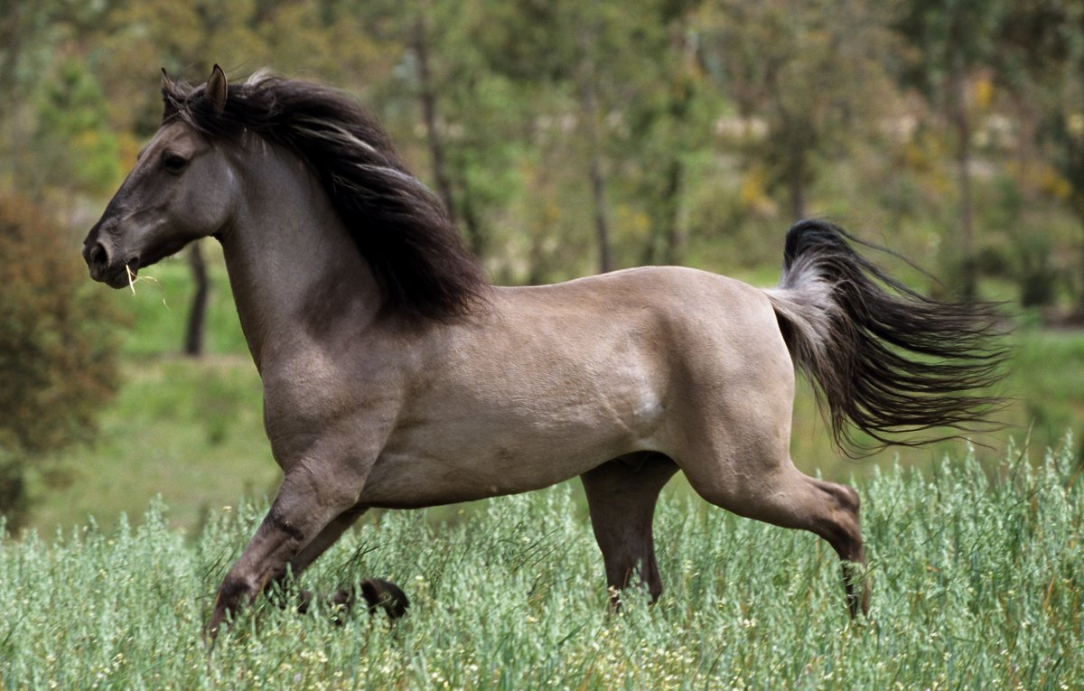 Вятка лошадь