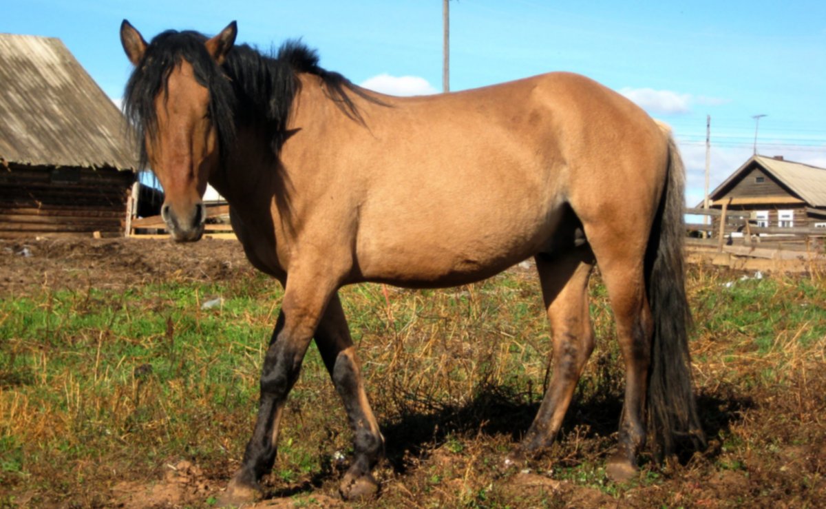 Лошади в Вятских Полянах