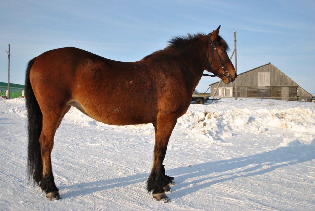 Мезенская порода лошадей