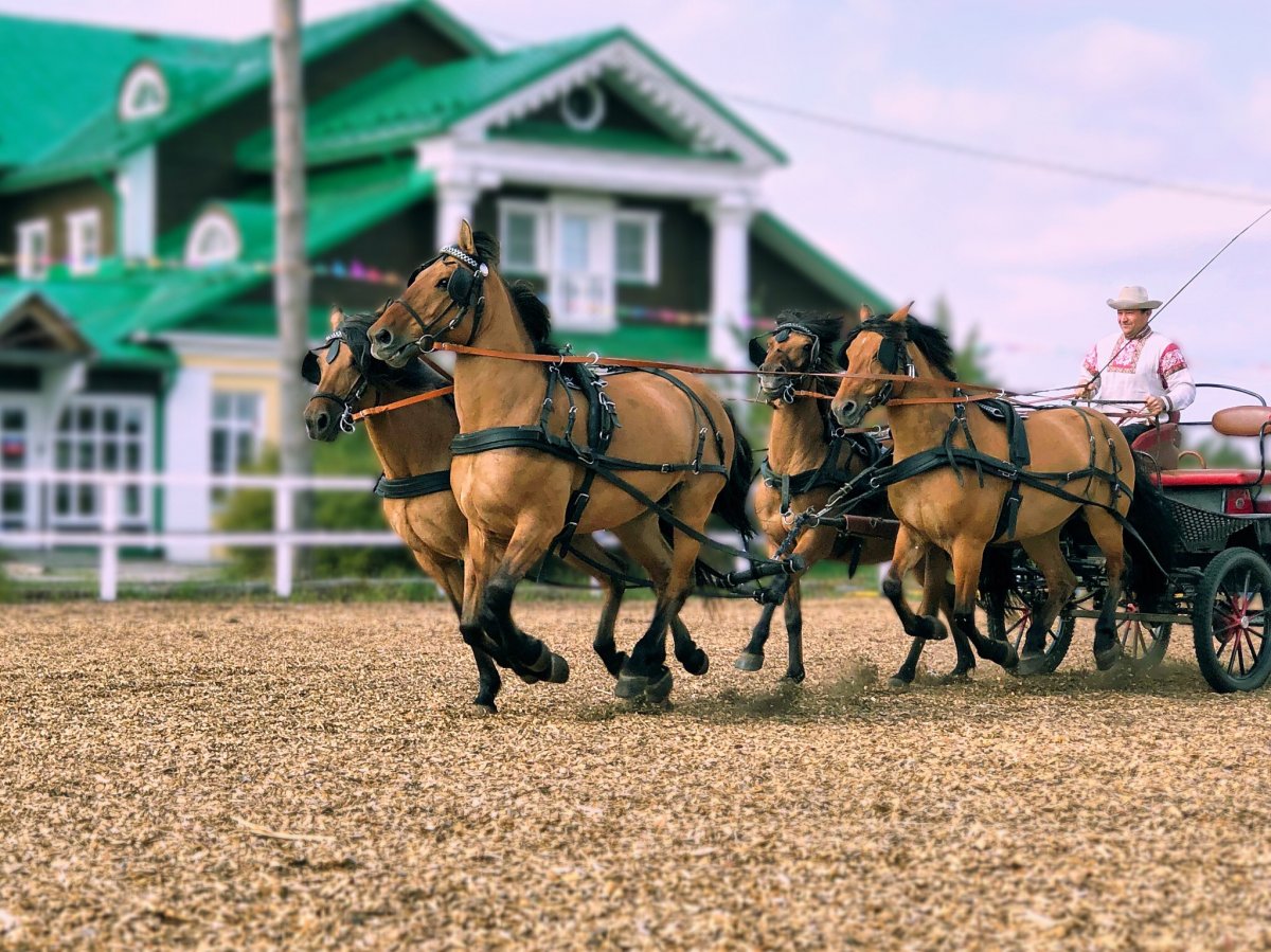 Савранская Вятская порода лошадей