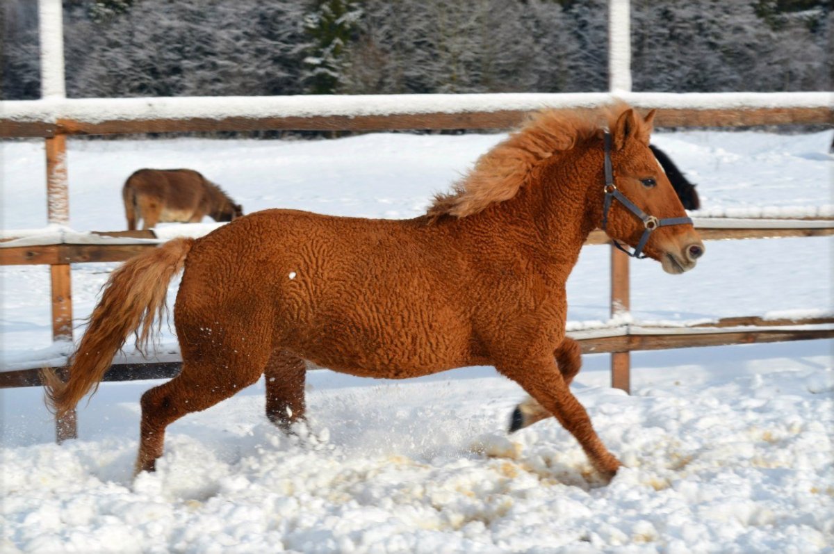 Марвари гнедая