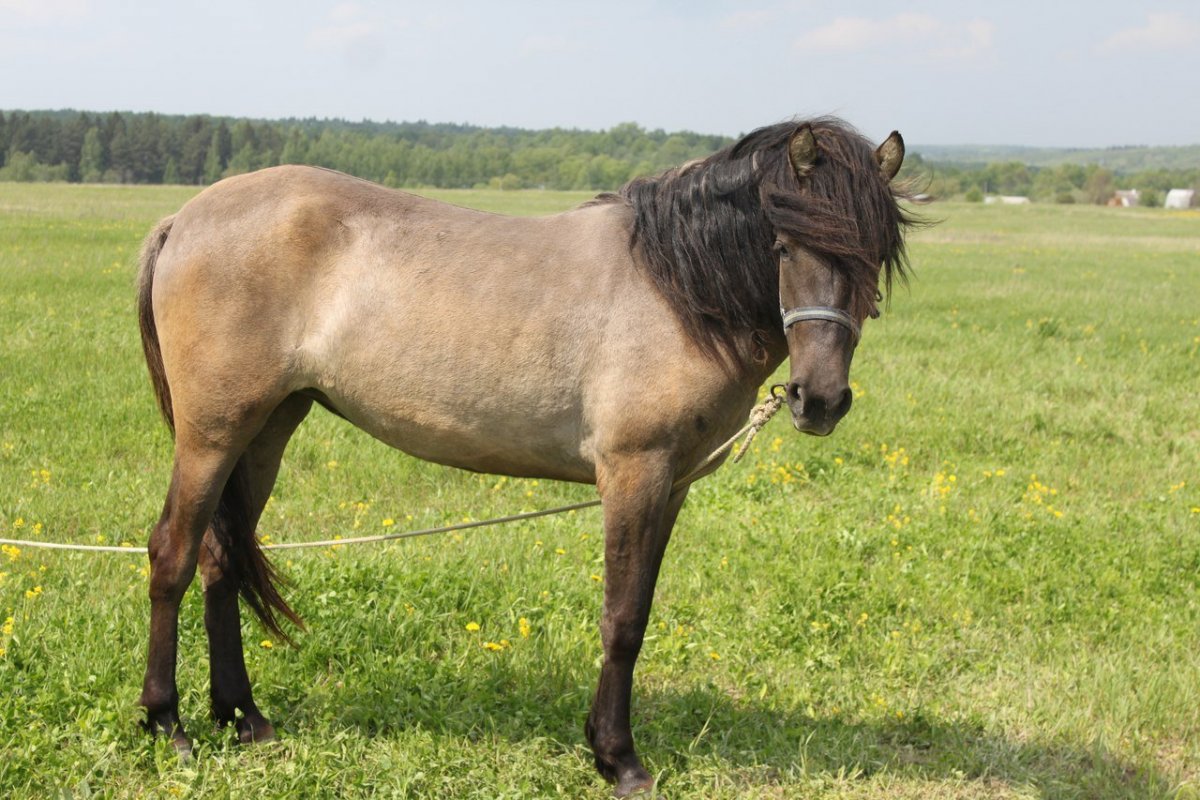 Вятский тяжеловоз