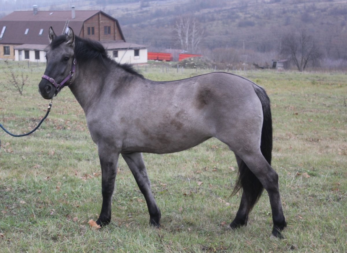 Породы лошадей Лесные