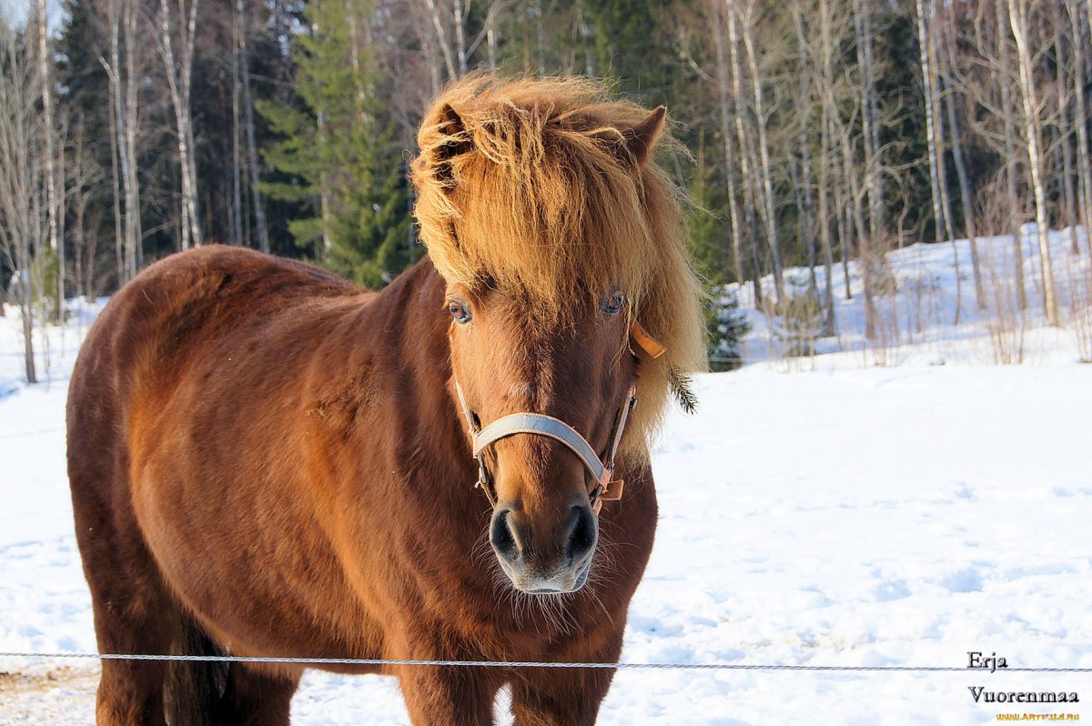 Орловский рысак порода лошадей