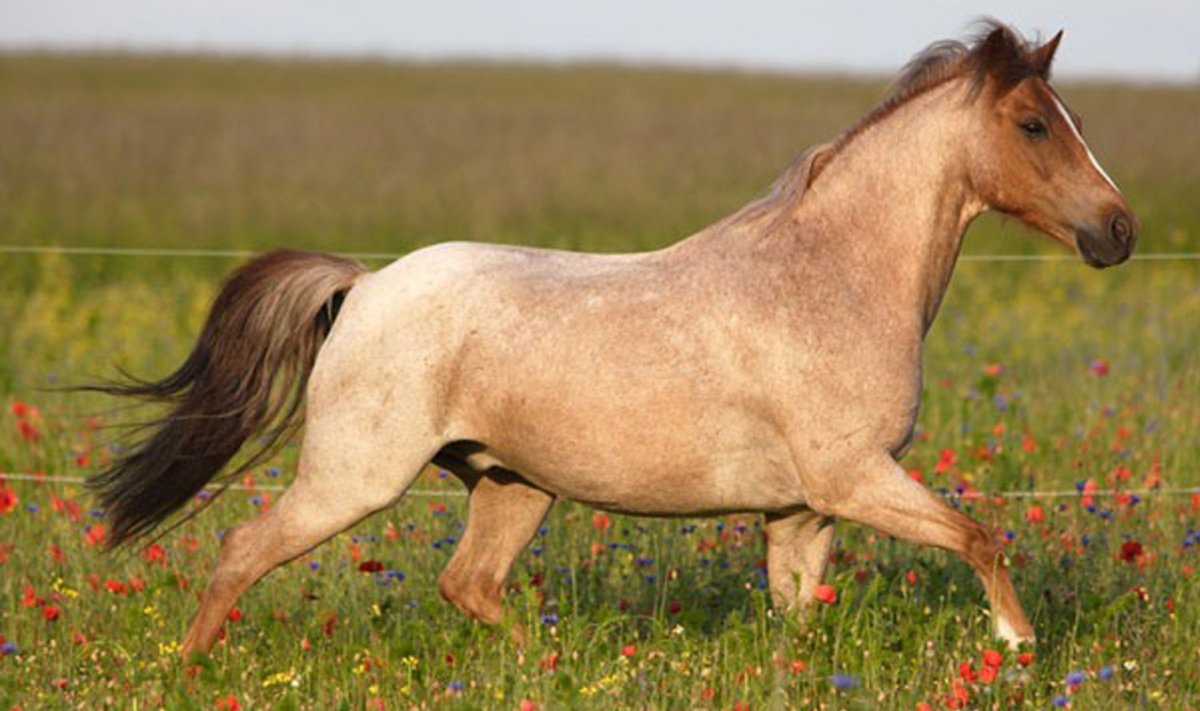 Золотая Вятка 2021