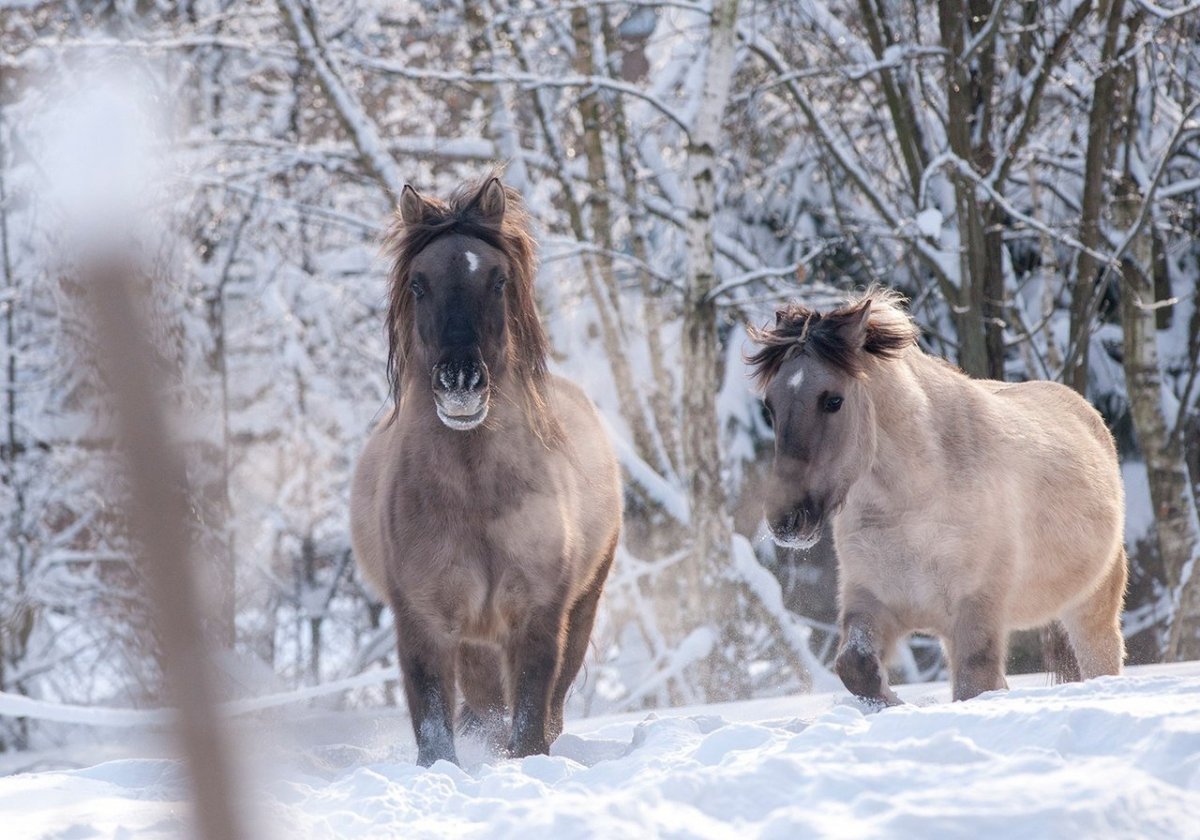 Эстонский Клеппер