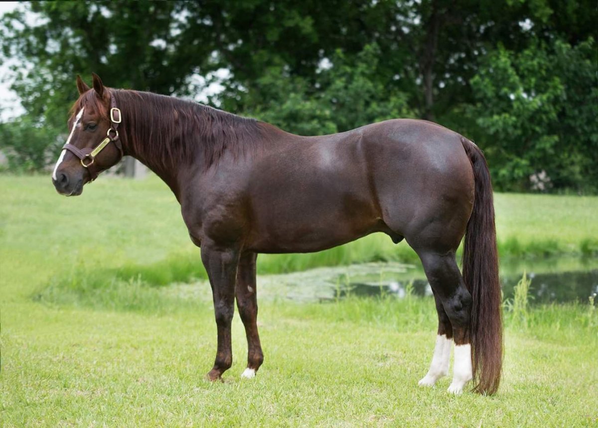 Гнедо Чалая