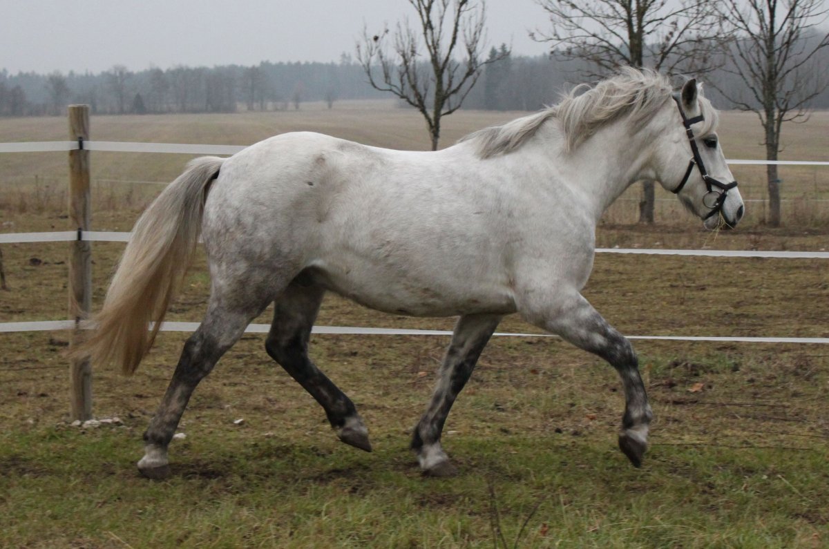 Ахалтекинская лошадь караковая выставка