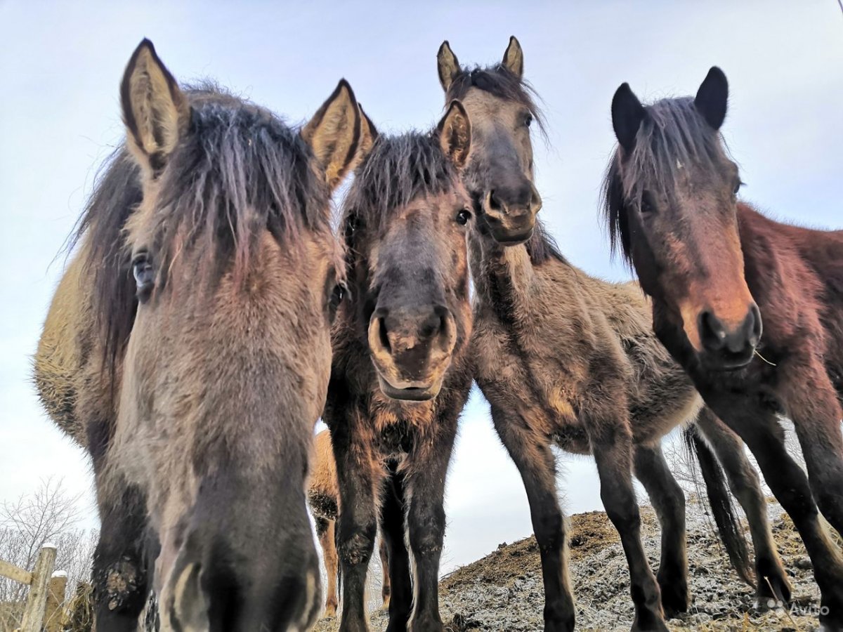 Владимирский тяжеловоз порода лошадей