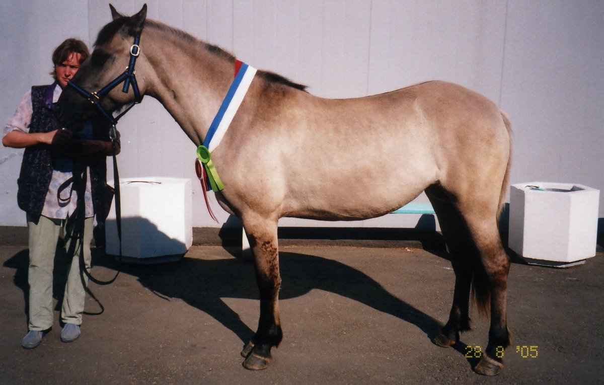Лошадь Вятской породы с человеком