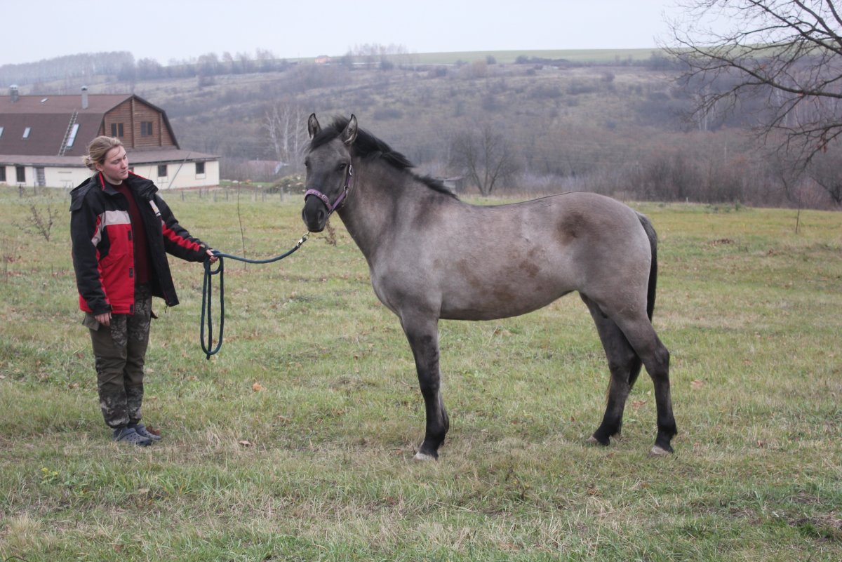 Вятские лошади природного парка Олений