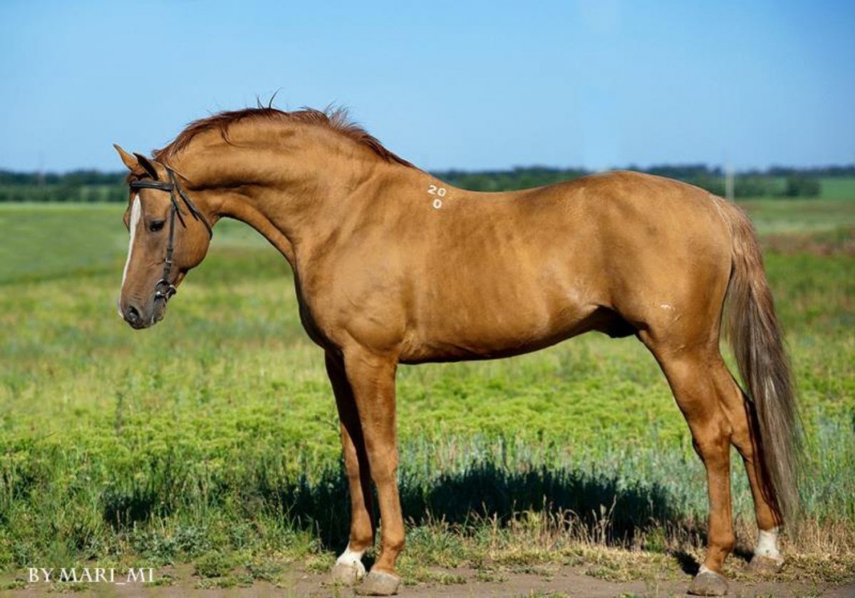 Удмуртская порода лошадей