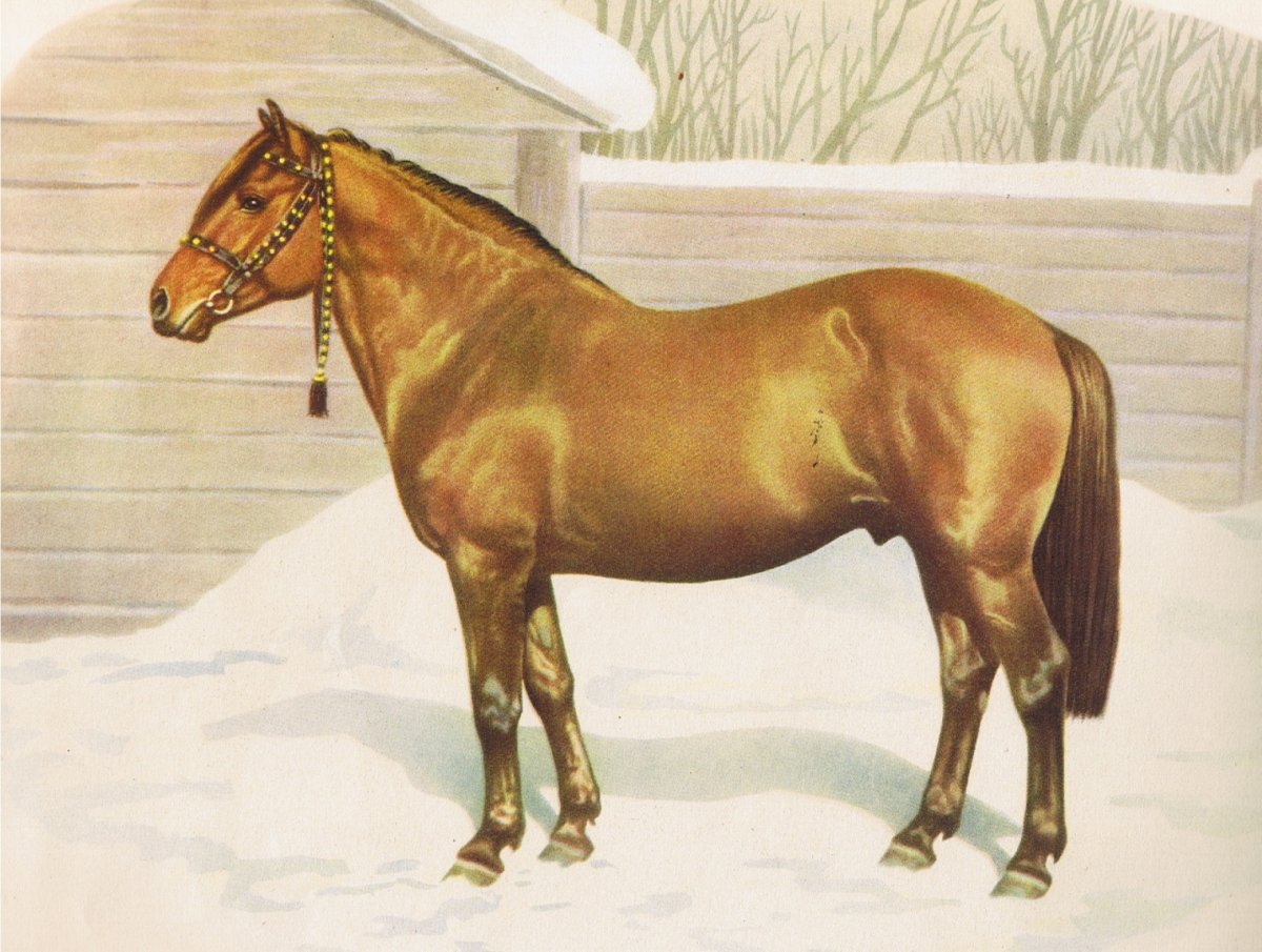 Стремительный Мышастый конь 3.3.5