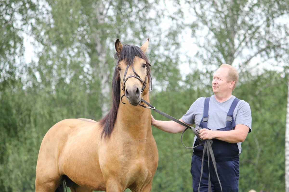 Саврасая масть лошадей