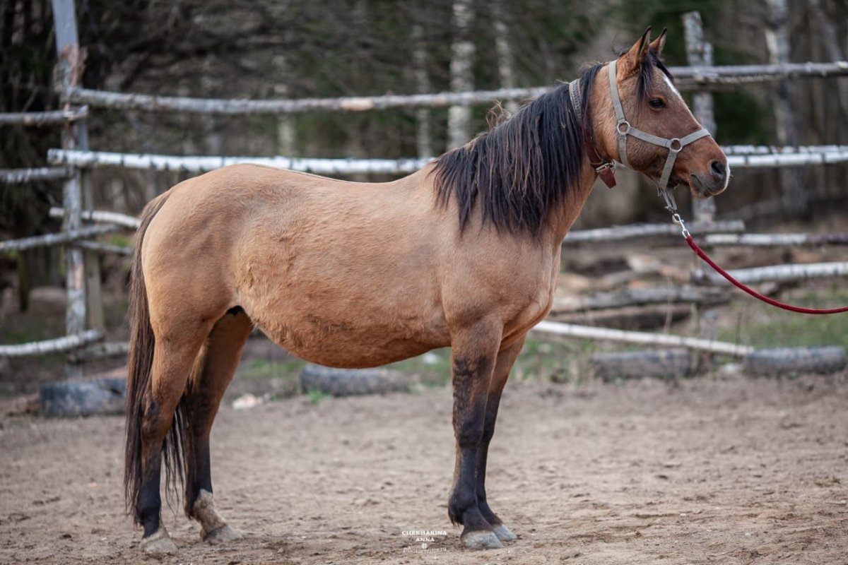 Саврасая масть