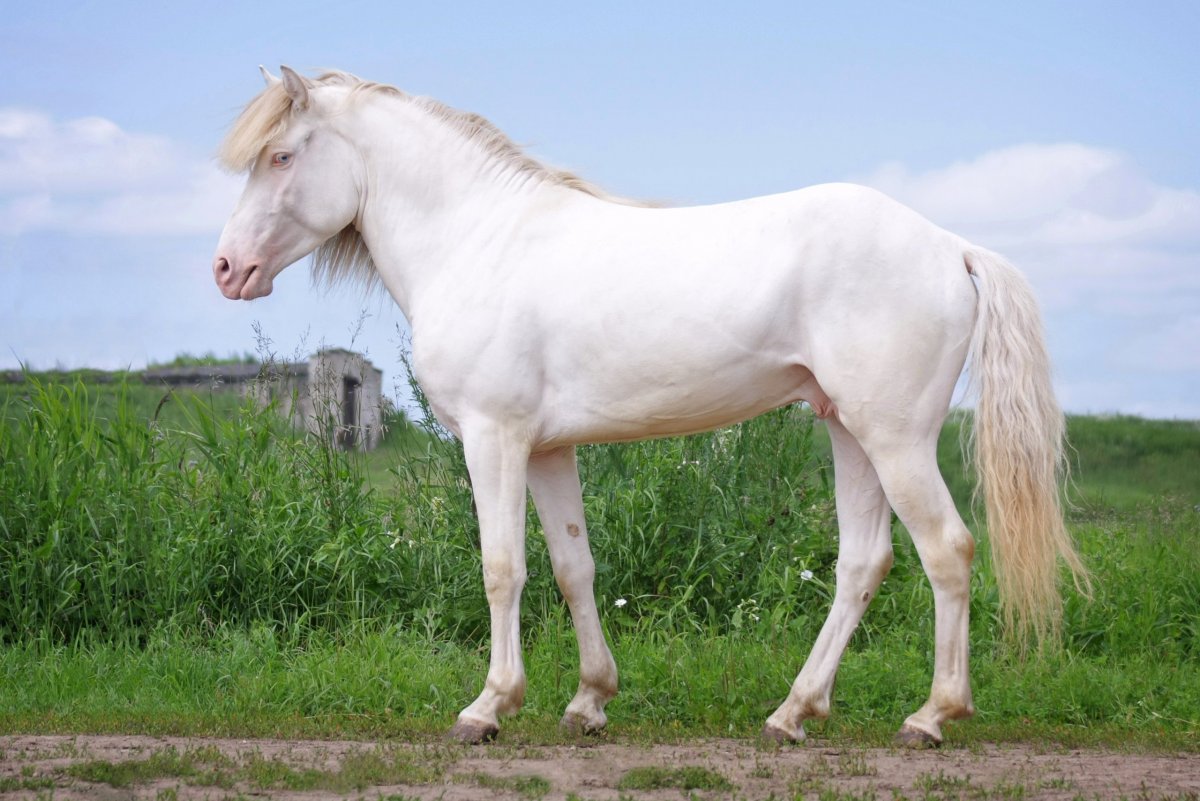 Порода лошадей Вятка