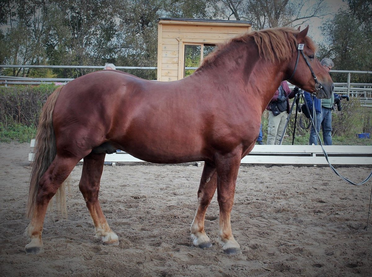 Вороная масть лошади