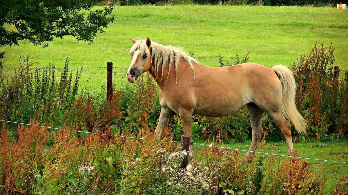 Башкирская лошадь гнедая