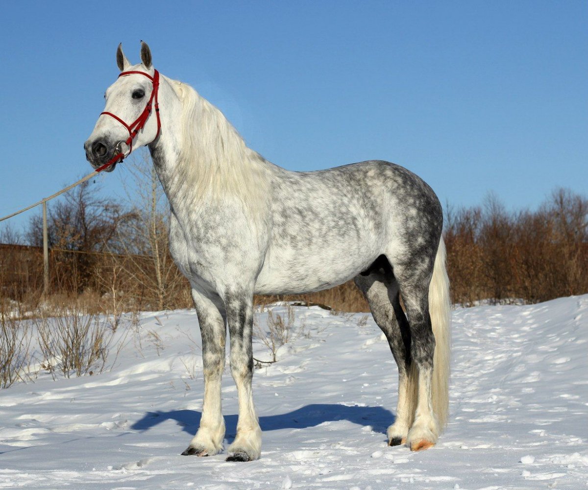 Лошадь Пржевальского