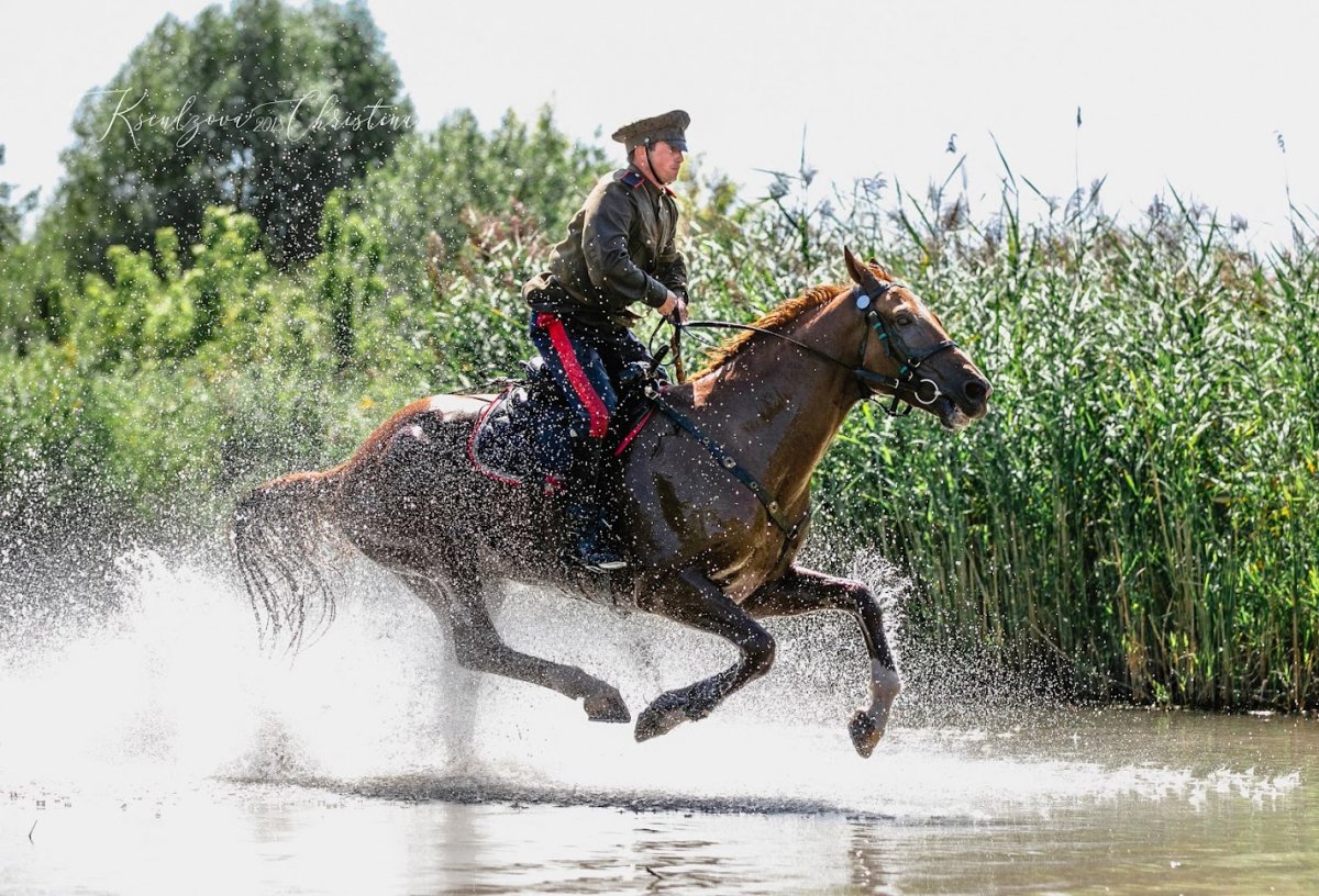 Казачий конь