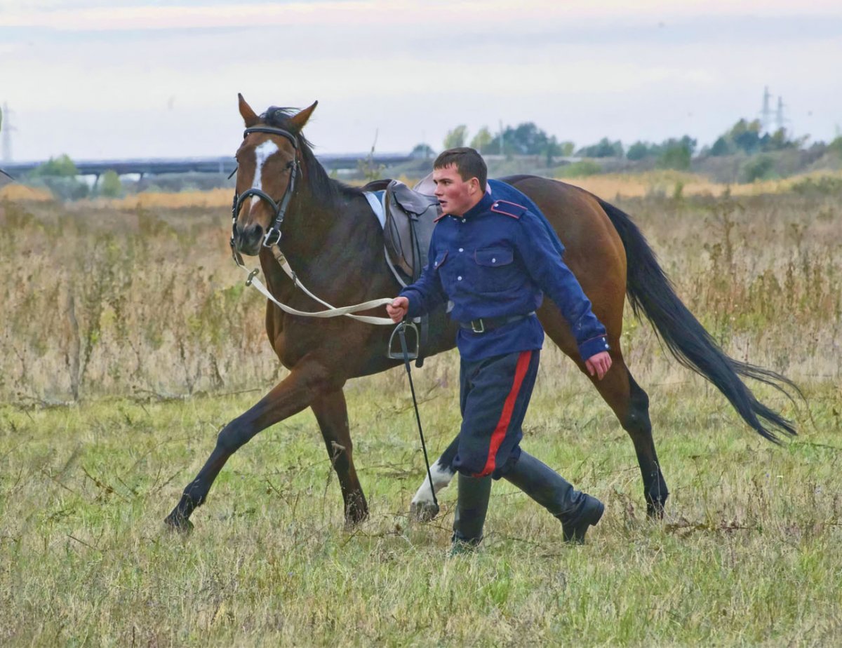 Казачья лошадь