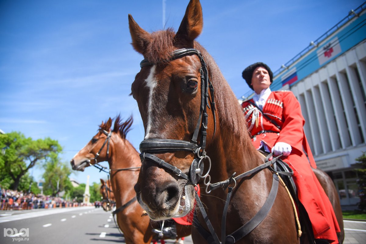Казак на лошади Кошевой