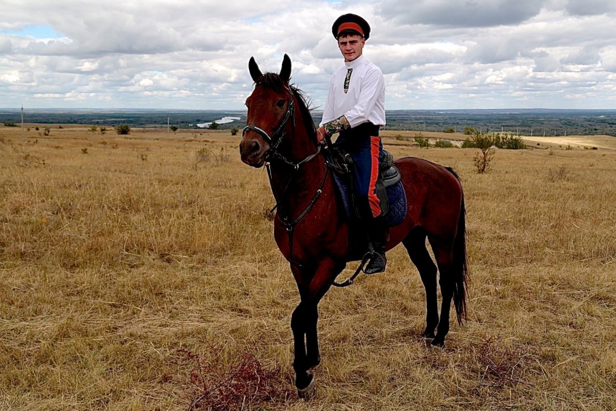 Донской казачий конь