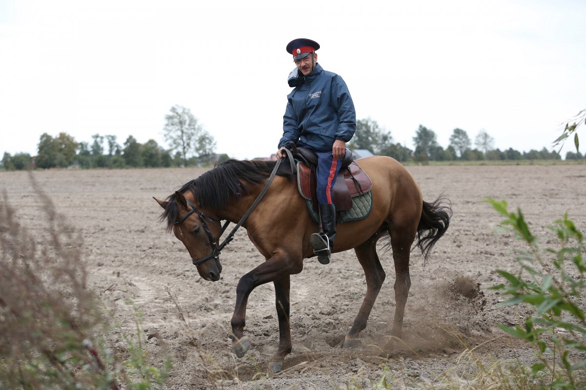 Казаки на конях