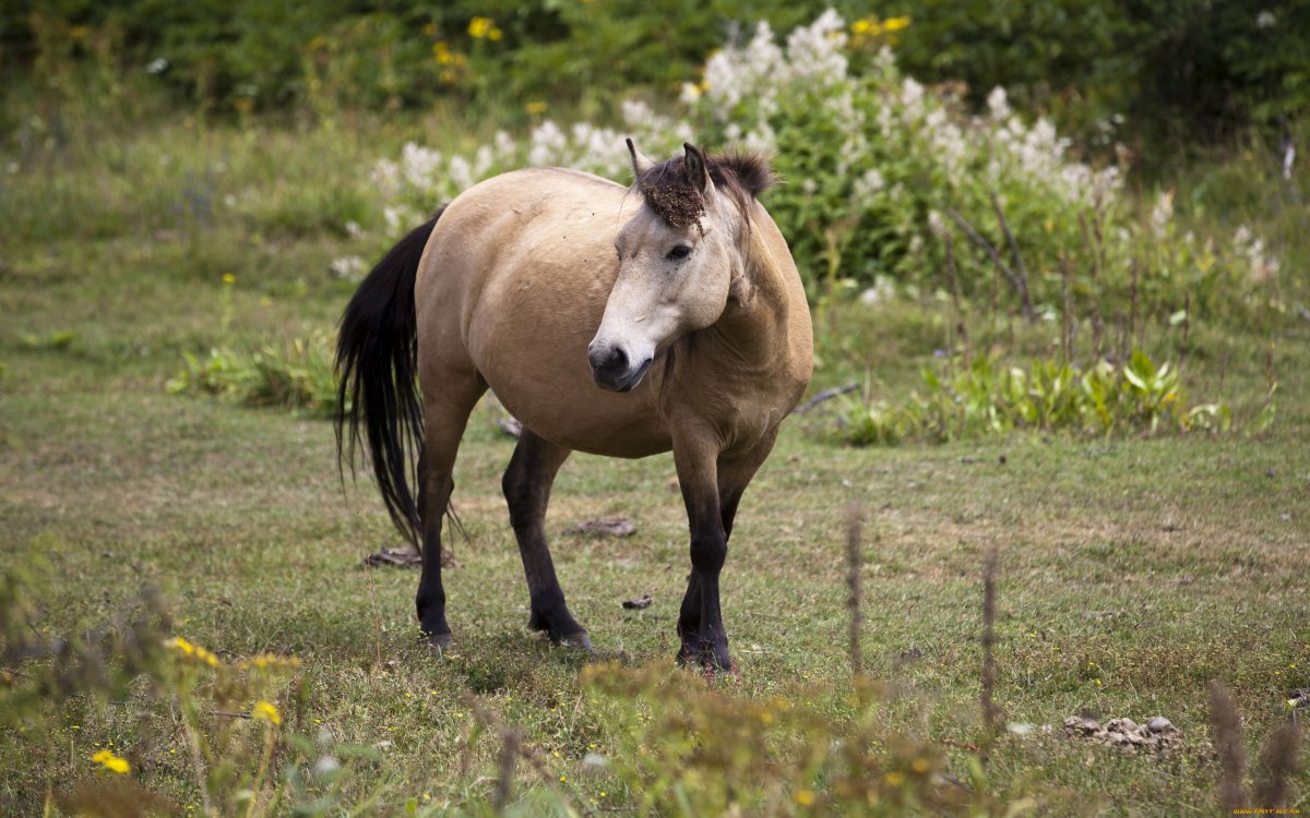Лошадь Пржевальского на закате