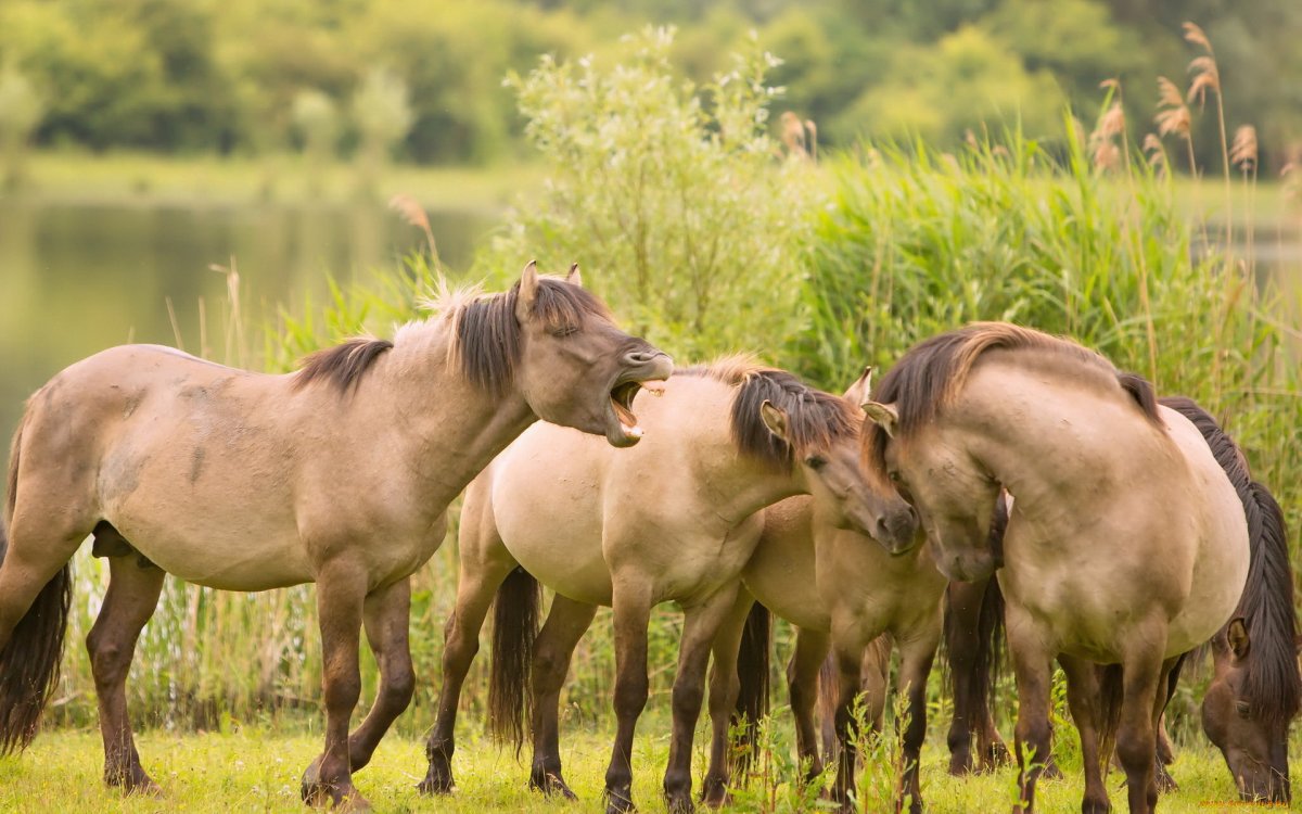 Беременная лошадь