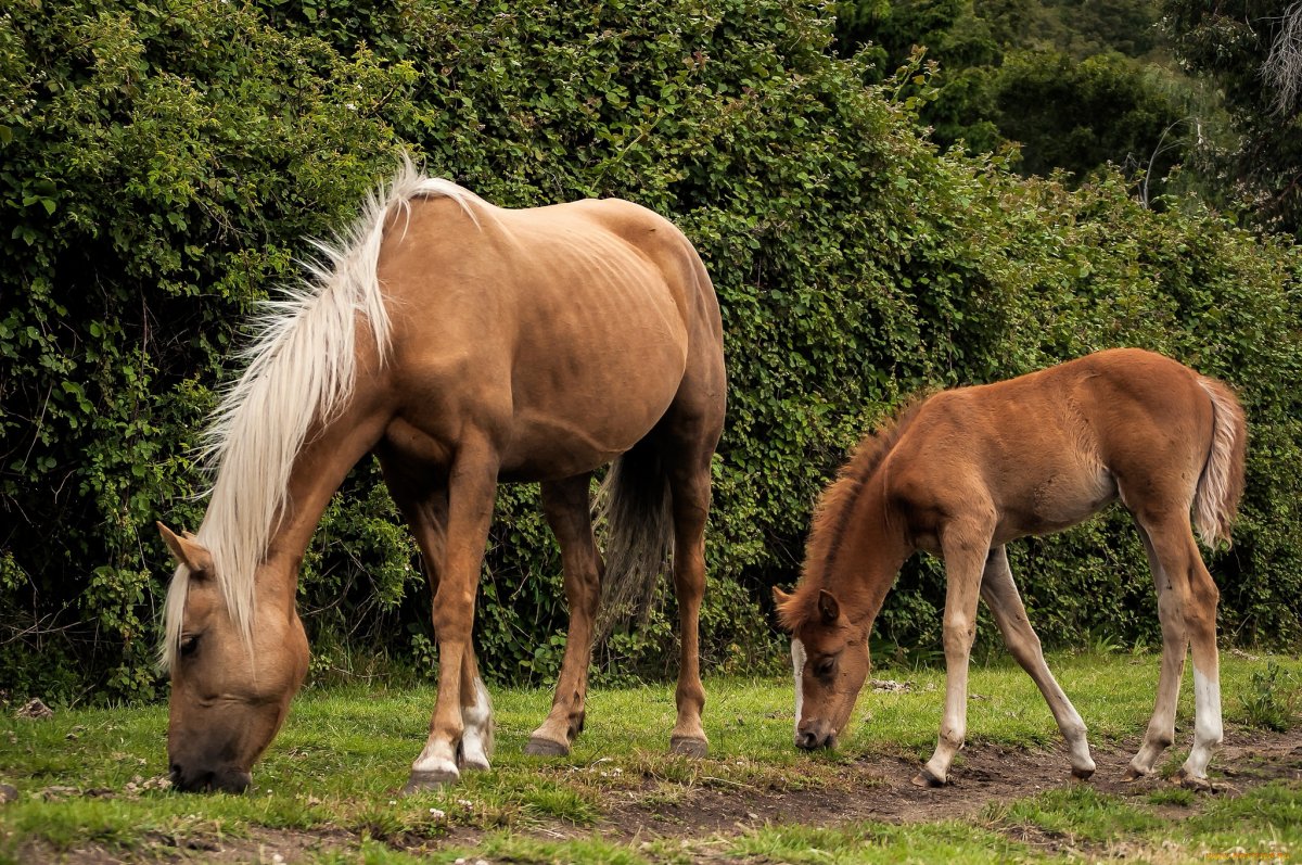 Жеребенок пьет молоко