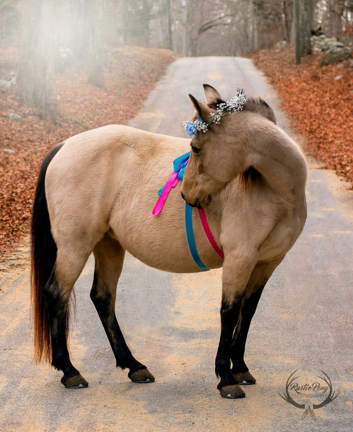 Мустанг лошадь с жеребёнком