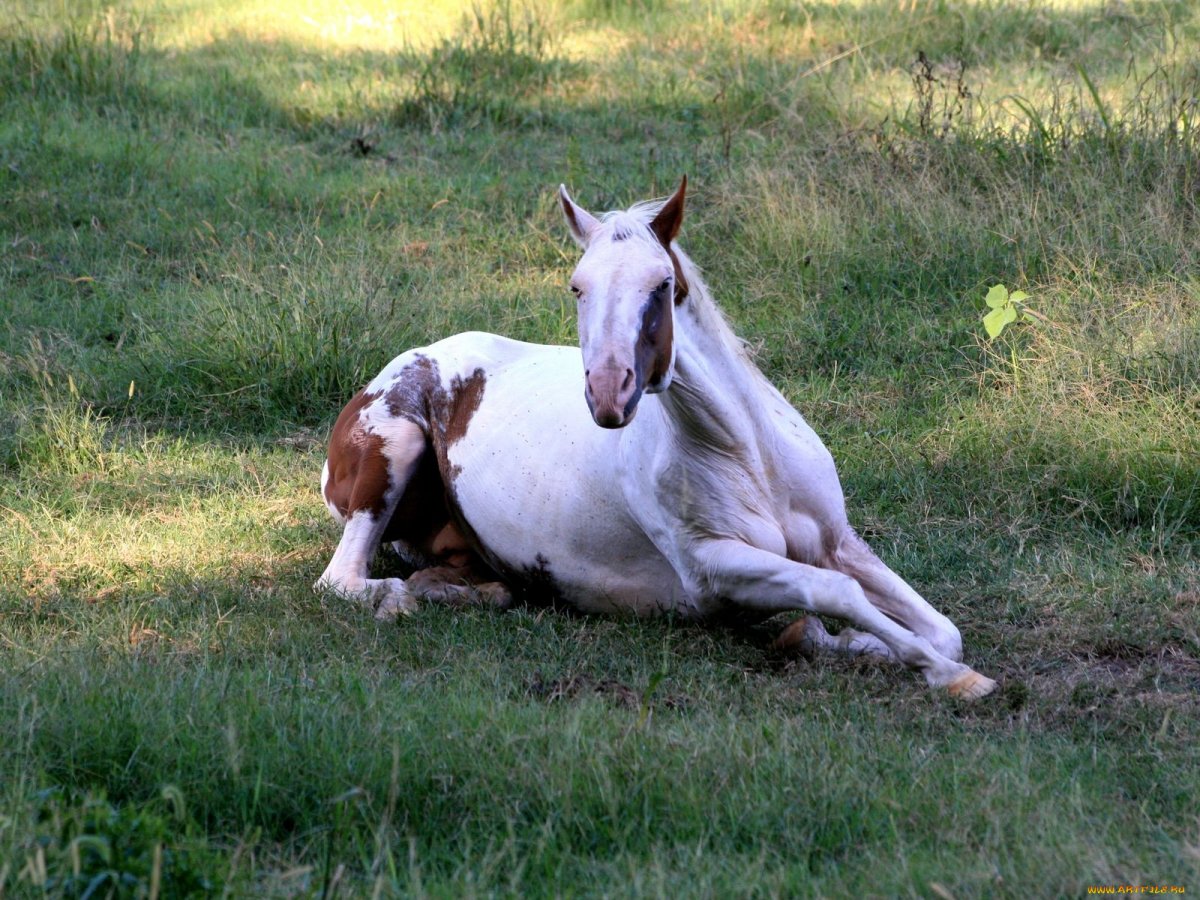 Лошадь беременна