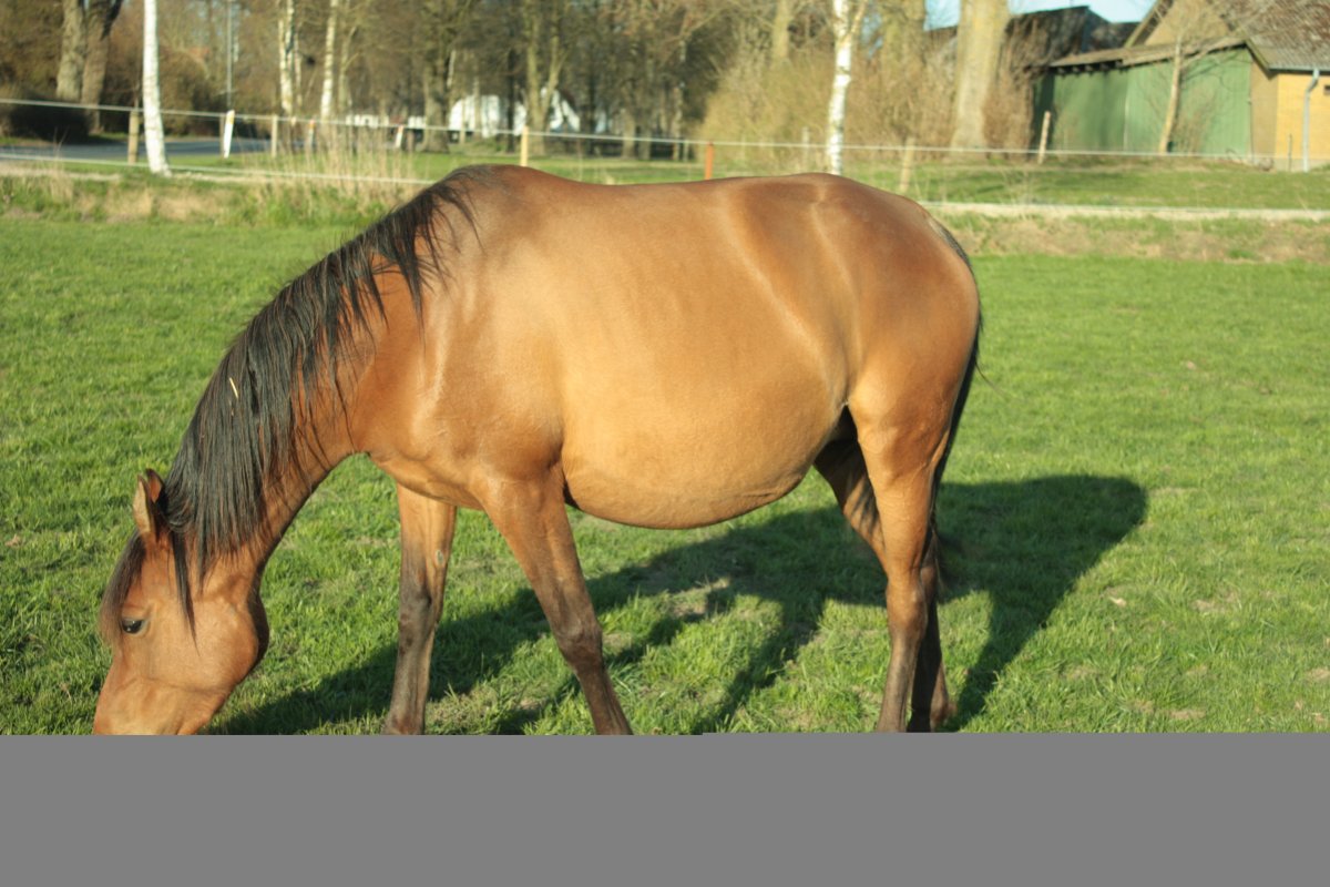 Фотосессия с лошадьми