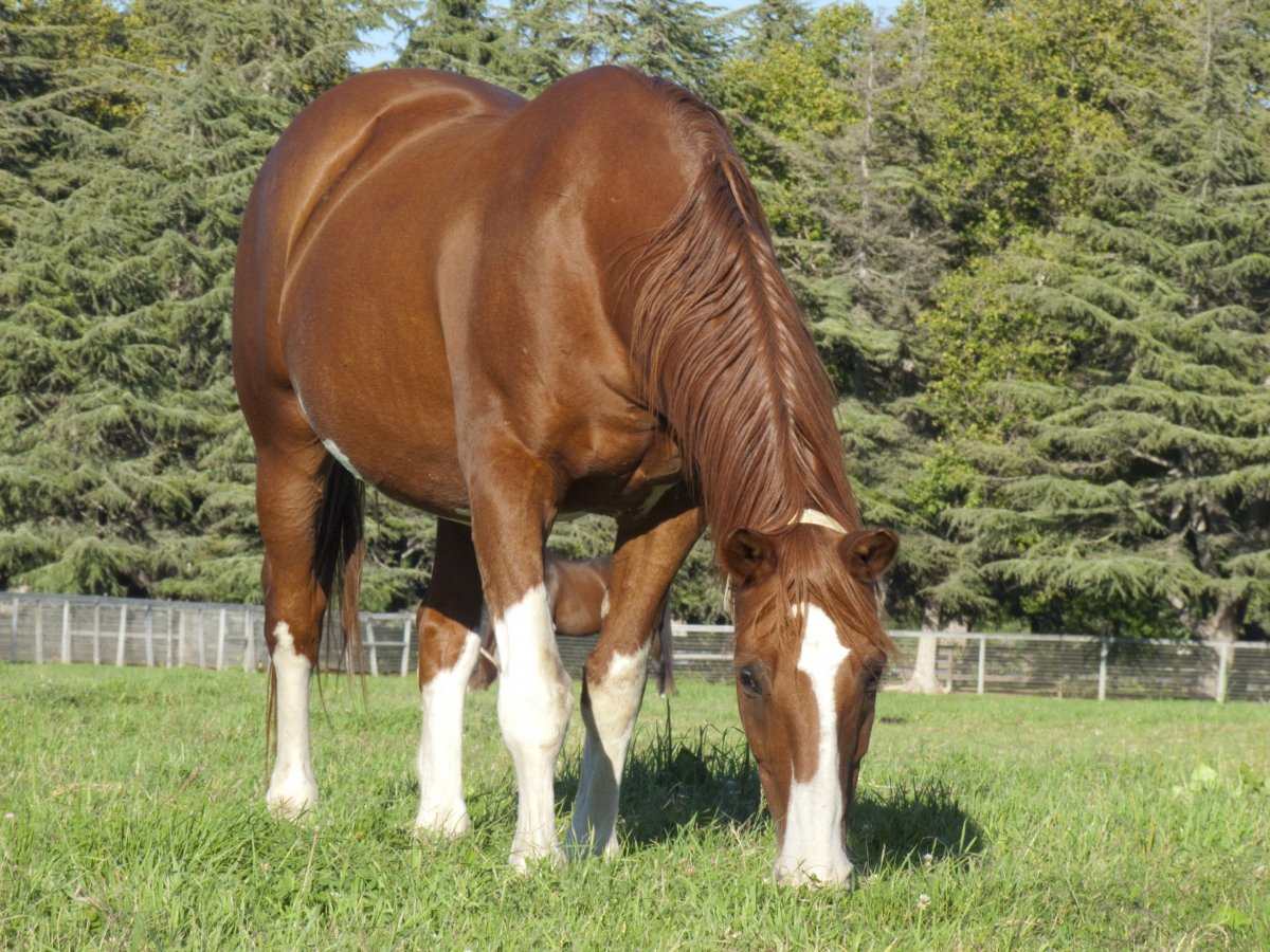 Беременная на коне
